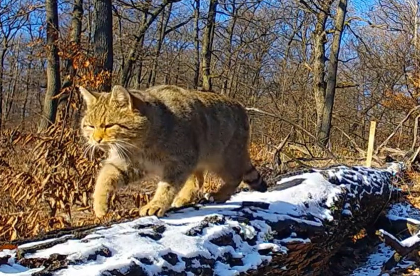 Újra lencsevégre kapták a börzsönyi vadmacskát + Videó